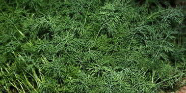 окрошка с мясом