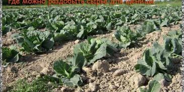 щи из щеницы