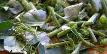 щи суточные