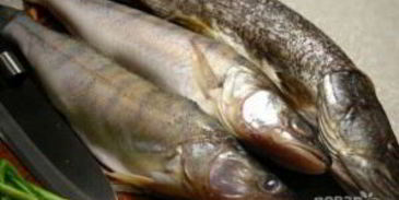 уха архиерейская