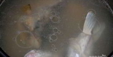 уха архиерейская