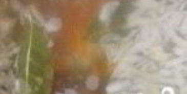 уха из карася