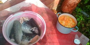 уха из лосося и форели