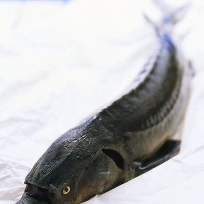 Уха из осетра