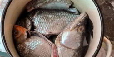 уха рыбацкая