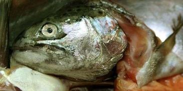 уха с речной рыбы