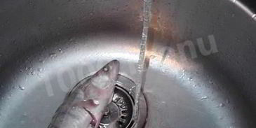 уха судачья по-ростовски