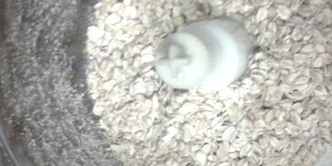 кекс морковно-апельсиновый с брусникой