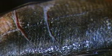 пряный сибас в лаваше с огурцом и зеленью