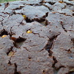 Вкусные пироги