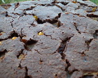 Пирог на хлопьях Нордик с дыней и физалисом