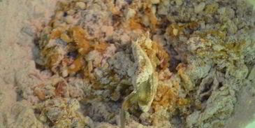 паровые пряники из цельнозерновой муки с медом и фундуком