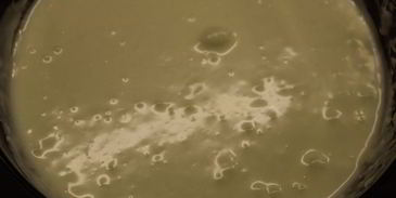 шарлотка с английским ванильным кремом