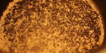 шарлотка с черной смородиной из мультиварки