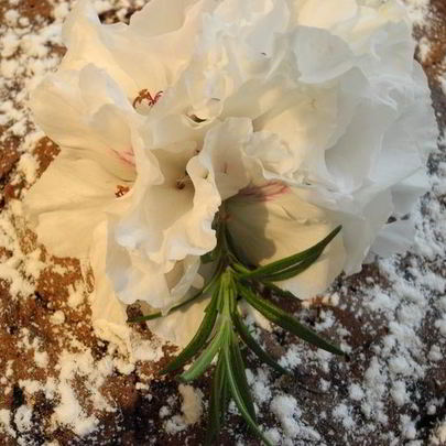 Шоколадная шарлотка с яблоками и пьяной вишней