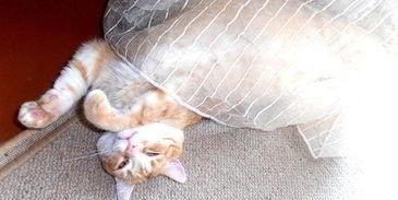 штрудель рыбка моя