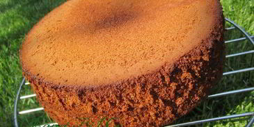 бисквит медовый