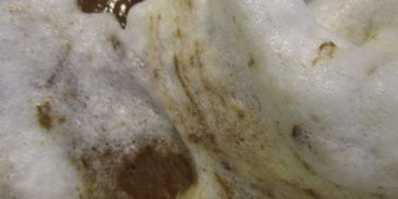 шоколадный бисквит с малиной