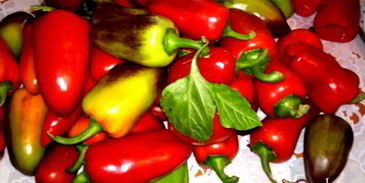 аджика остринка