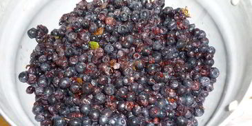 черничный джем