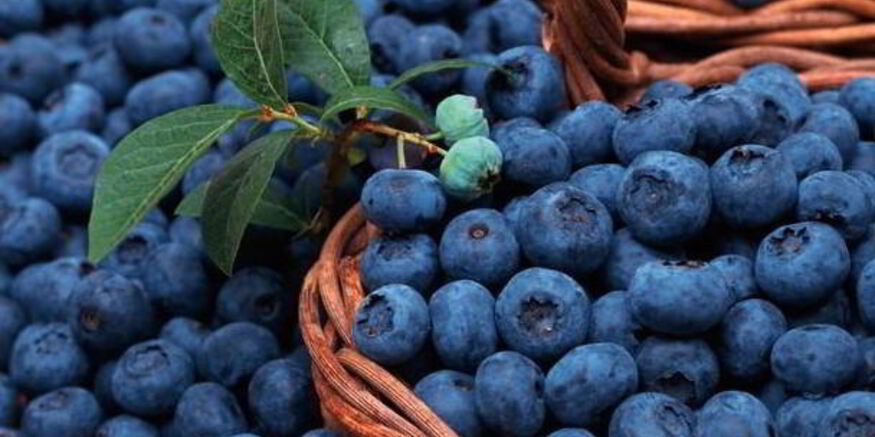 Рецепт компота из голубики на зиму