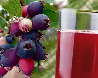 Компот из ирги