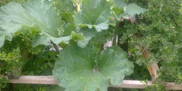 компот из ревеня со вкусом детства