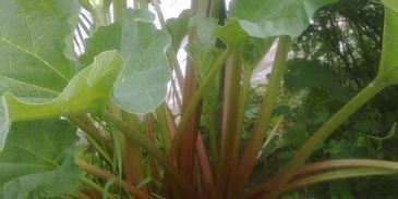 компот из ревеня со вкусом детства