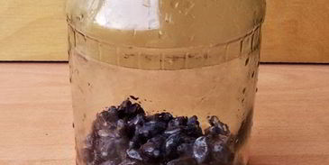 компот из жимолости