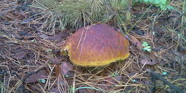 грибочки маринованные