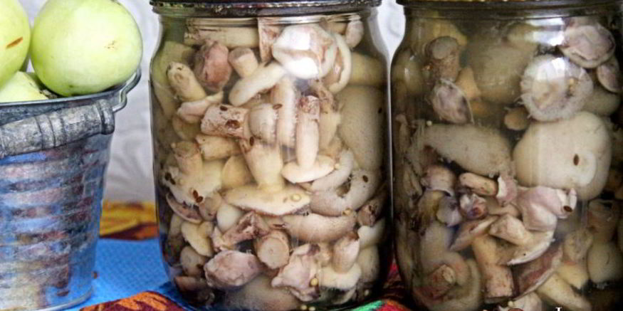 Рецепт маринованных маслят