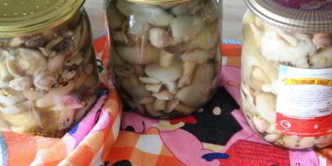 маринованные маслята
