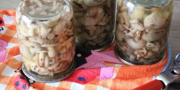 маринованные маслята