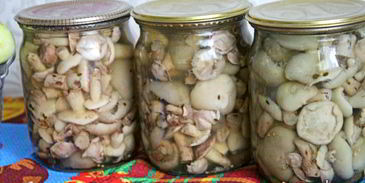 маринованные маслята