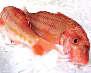 Кефаль соленая