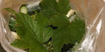 малосольные огурчики