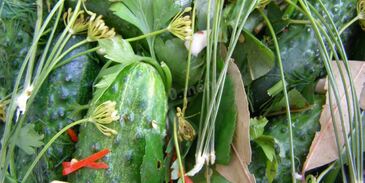 малосольные огурцы быстрой засолки