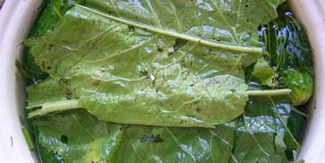 малосольные огурцы быстрой засолки