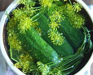 Малосольные огурцы с хреном