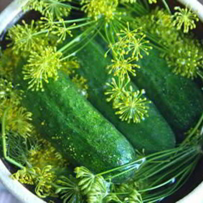 Малосольные огурцы с хреном