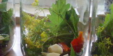 соленые огурцы на зиму