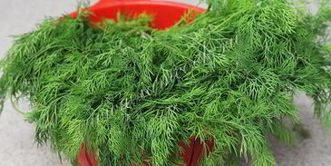 укроп на зиму