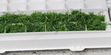 укроп на зиму