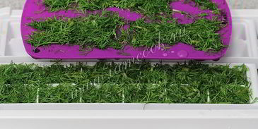 укроп на зиму