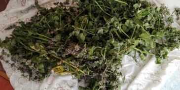 варенье из мяты