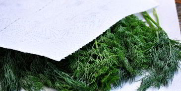 замороженный укроп на зиму