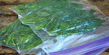 замороженный укроп на зиму