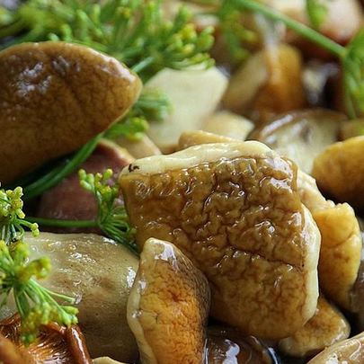 Засолка белых грибов на зиму