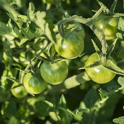 Икра из зеленых помидор