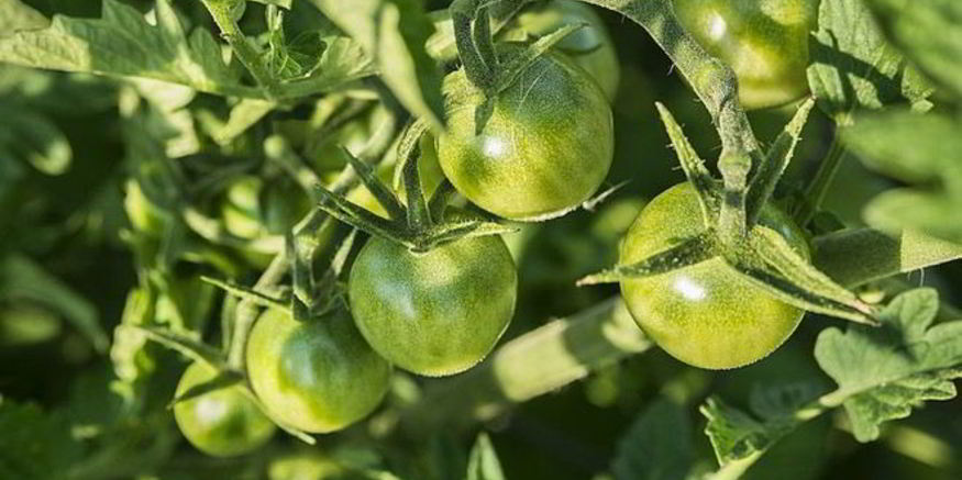 Рецепт икры из зеленых помидор